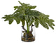 Philodendron Arrangement With Vase