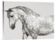 "Leia, Andalusian Pony" Stretched Canvas Giclee by Pangea Images, 24"x18"