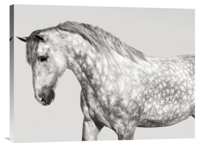 "Leia, Andalusian Pony" Stretched Canvas Giclee by Pangea Images, 24"x18"