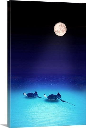 "Southern Stingrays Grand Caymans" Canvas Art, 20"x30"x1.25"