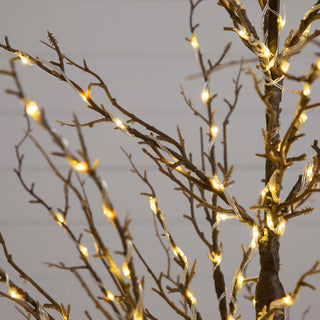Close-up of branches on white background.