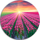 Blooming Tulips At Sunrise, Photo Round Metal Wall Art, 23"