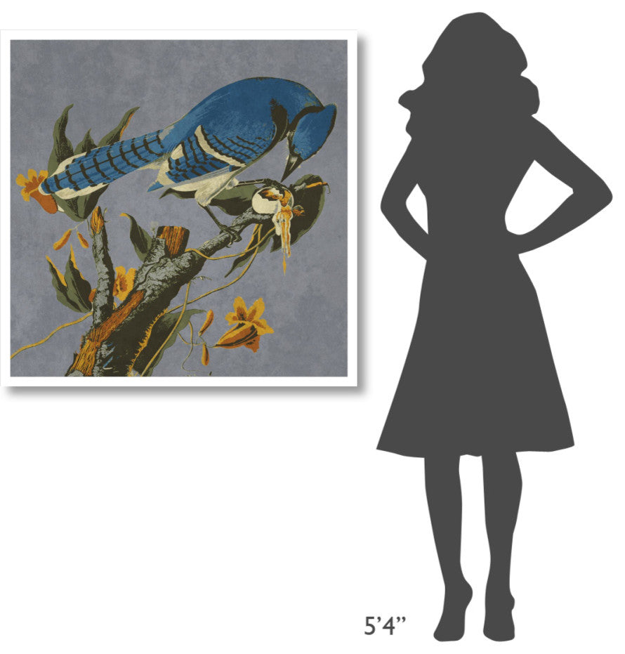"Audubon Decor - Bluejay Detail" Digital Paper Print by BG.Studio, 38"x38"
