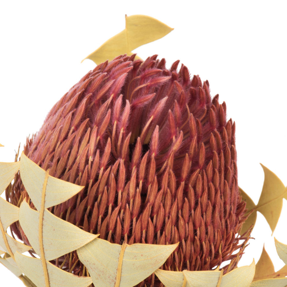Vickerman 12" Natural Baxteri, Banksia Flower With Stem, Dried