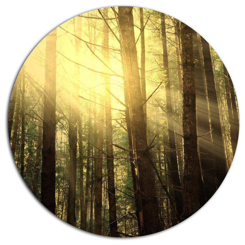 Dense Green Sunny Forest, Landscape Round Metal Wall Art, 11"