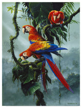 Harro Maass 'Red And Yellow Macaws' Canvas Art, 19"x14"