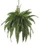 Large Boston Fern Hanging Basket