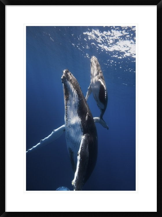 "Back To The Surface" Framed Digital Print by Barathieu Gabriel, 24x32"