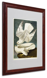'Iceland or Jer Falcon' Matted Framed Canvas Art by John James Audubon