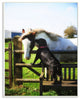 Colorful Farm Horse and Dog Animal Photo, 12"x18"
