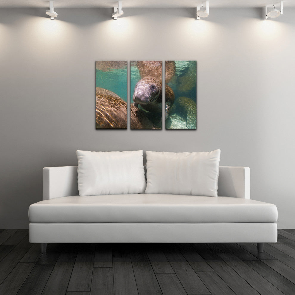 Ready2hangart Christopher Doherty Photography 'Manatee' 3-PC Canvas Art Set