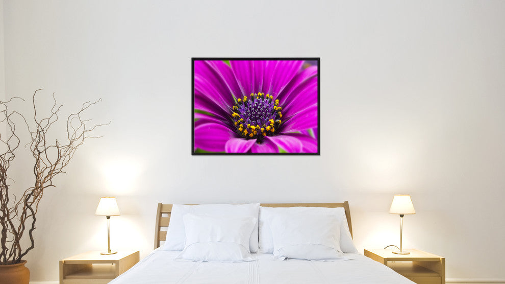 Purple Gazania Flower Print on Canvas with Picture Frame, 22"x29"