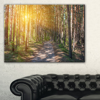 "Thick Forest With Yellow Sun Rays" Photograph Print, 40"x20"