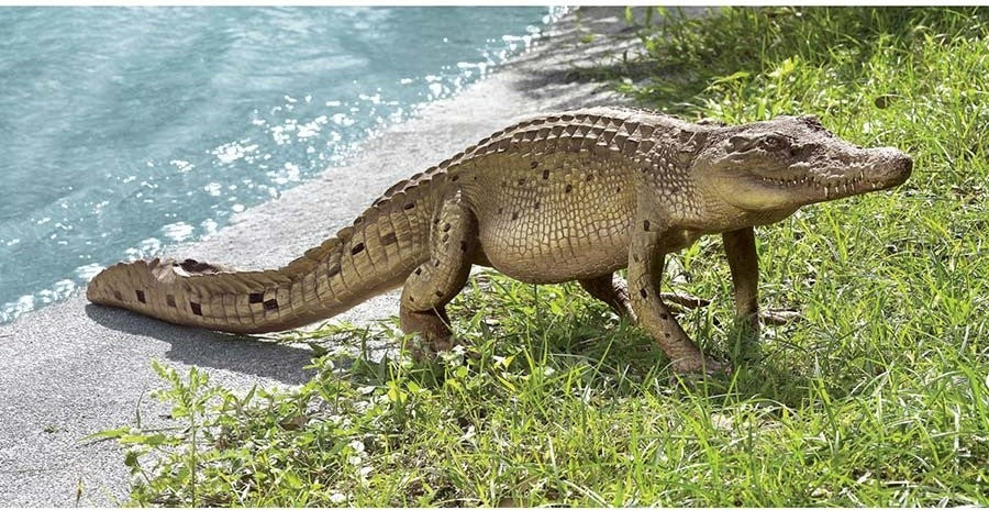 Walking Crocodile Statue