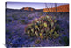 "Opuntia In Chihuahuan Desert Landscape, Big Bend National Park, Texas" Artwork