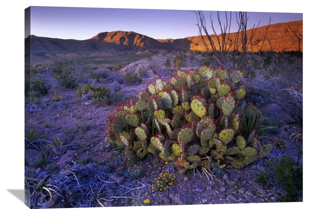 "Opuntia In Chihuahuan Desert Landscape, Big Bend National Park, Texas" Artwork