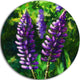 Lupin Flowers, Floral Round Wall Art, 23"