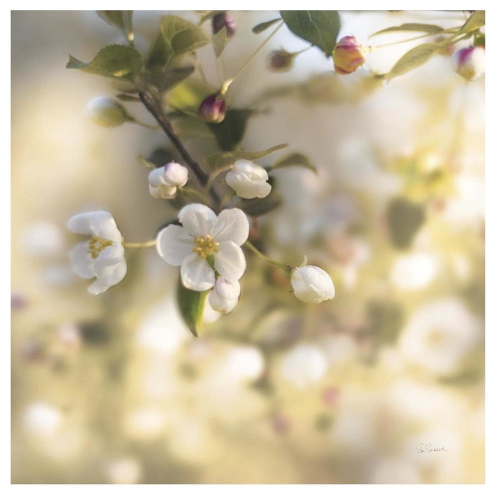 "Blush Blossoms I Square Pastel" Digital Paper Print by Sue Schlabach, 20"x20"
