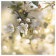 "Blush Blossoms I Square Pastel" Digital Paper Print by Sue Schlabach, 20"x20"