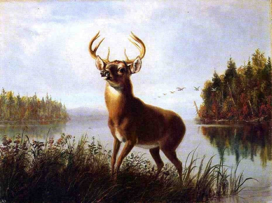 Arthur Fitzwilliam Tait An Eight Point Stag, 21"x28" Wall Decal