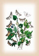 Moths: Cymatophora Or, C. Ocularis, Et Al- Fine Art Giclee Print 24" x 36"