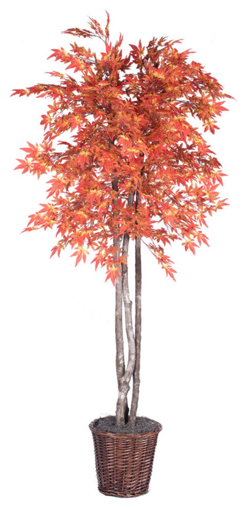 6' Orange Maple Deluxe