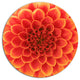 Abstract Orange Flower Design, Floral Disc Metal Wall Art, 11"