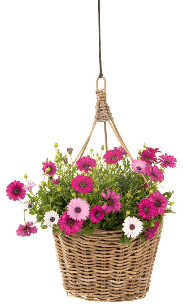 Kobo Rattan Hanging Wall Basket and Planter, Brown-Gray