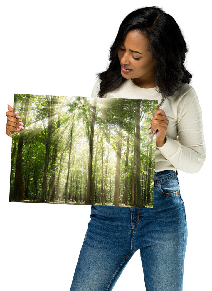 Sun Rays Through Treetops Landscape Photo Unframed Wall Art Print, 12" X 16"