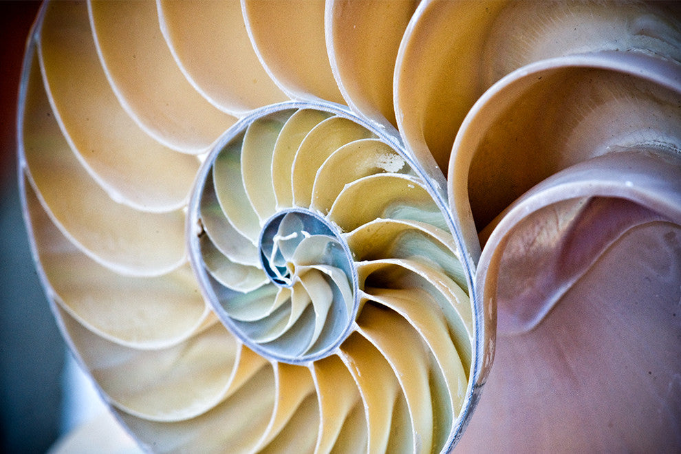 "Swirl" Wood, 40"x60"