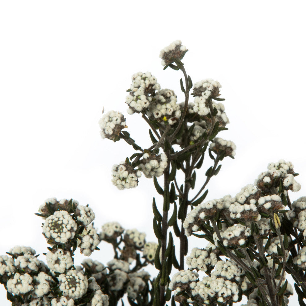 Vickerman 12-22" Natural Phylica Bundle, Preserved