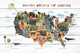 "Colorful US Animals Map" Painting Print on White Wood, 12x8