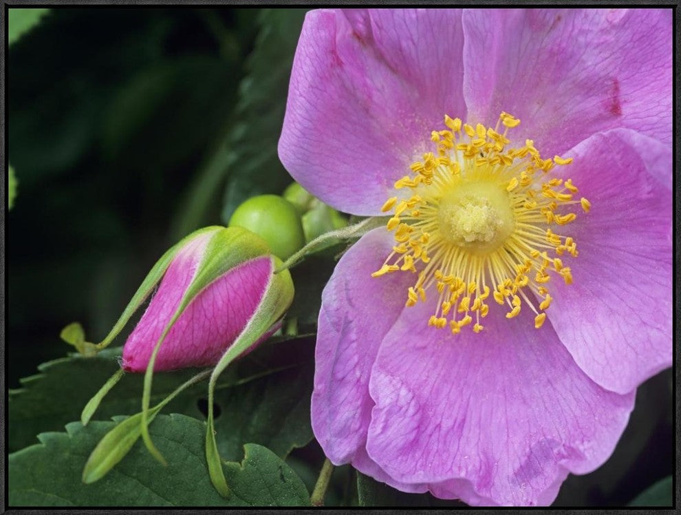 "Rose flower, British Columbia, Canada"  by Tim Fitzharris, 33x25"
