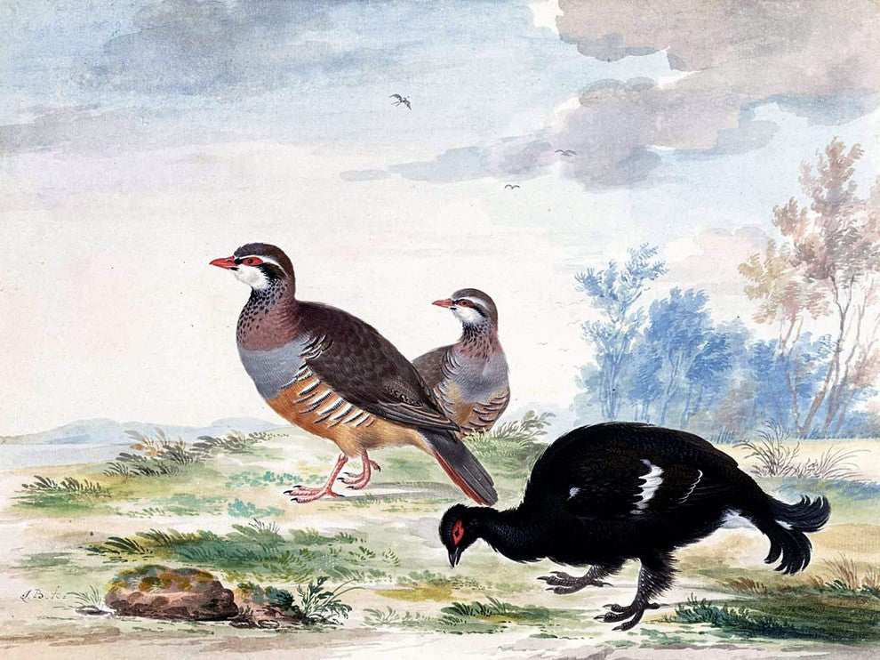 Tile Mural A Black Grouse By Johannes Bronckhorst, 6"x8", Matte