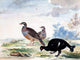 Tile Mural A Black Grouse By Johannes Bronckhorst, 6"x8", Matte
