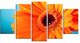 Orange Daisy Gerbera Flower Close up, Flowers Canvas Artwork, 60"x32", 5 Panels