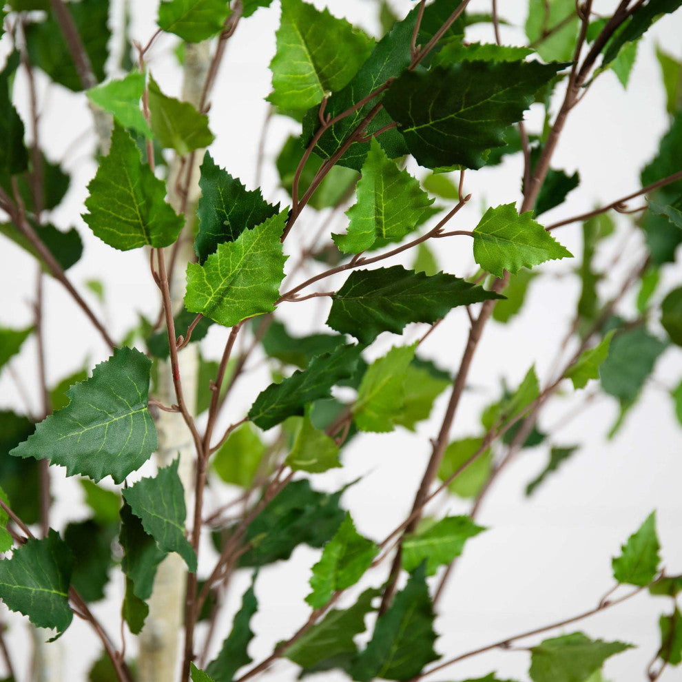Close-up of leaves on white background; cropped view.