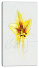 Wonderful Yellow Lily Flower Sketch, Floral Canvas Art Print, 16"x32"