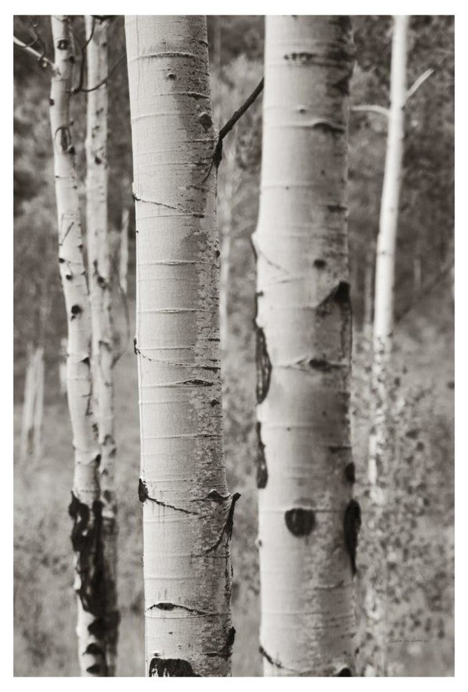 "Aspens II" Digital Paper Print by Debra Van Swearingen, 42"x62"