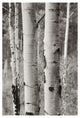 "Aspens II" Digital Paper Print by Debra Van Swearingen, 42"x62"