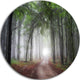 Light Through Green Fall Forest, Landscape Disc Metal Wall Art, 11"