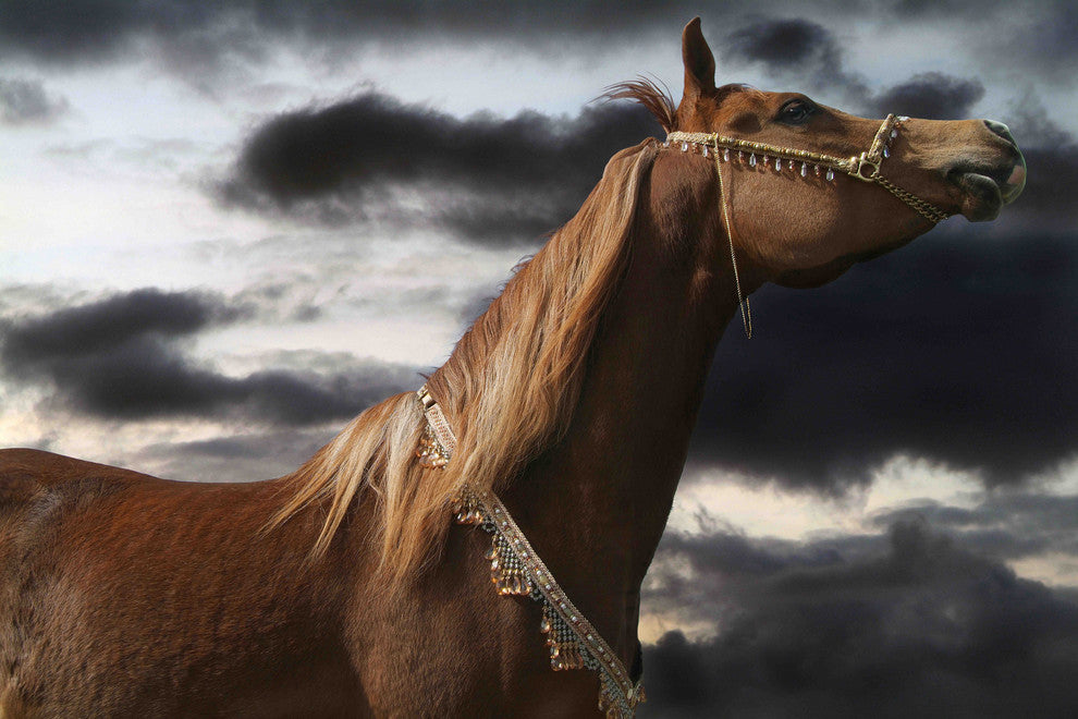 "Rehannah" Print on Canvas by Maggie Dee