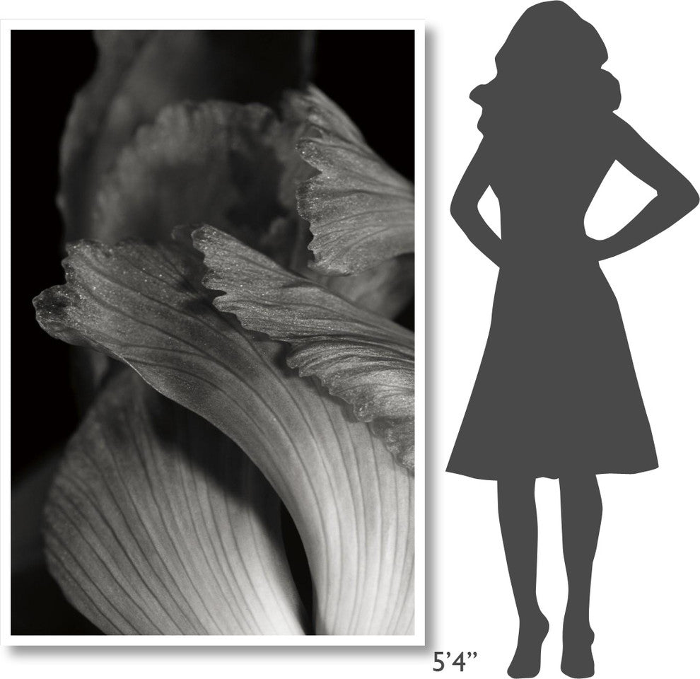 "Iris Abstract I" Digital Paper Print by Laura Marshall, 42"x62"