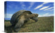 "Galapagos Tortoise, Isabella Island, Galapagos Islands, Ecuador" Artwork