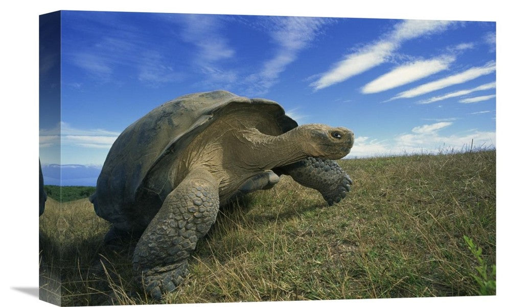 "Galapagos Tortoise, Isabella Island, Galapagos Islands, Ecuador" Artwork
