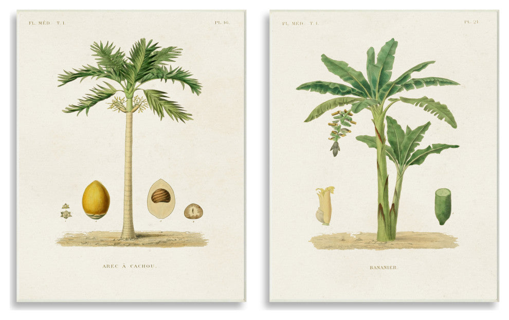 Minimal Green Palm tree Coconuts Diagram Illustration, 2pc, each 13 x 19
