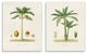 Minimal Green Palm tree Coconuts Diagram Illustration, 2pc, each 13 x 19