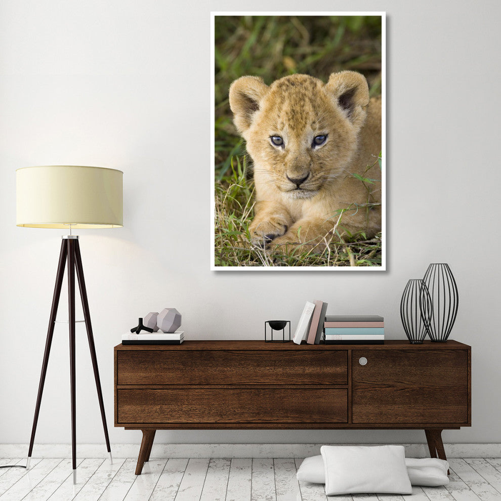 "African Lion 5 week old cub, vulnerable, Masai Mara Reserve" Paper Art, 42"x62"