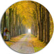 Country Road Below Yellow Trees, Landscape Photo Round Wall Art, 11"