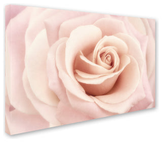 Cora Niele 'Peach Pink Rose' Canvas Art
